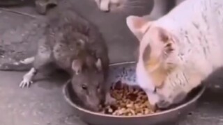 Funny animal behaviours (compilation)