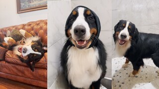 The Bernese Mountain Dog's smile is so healing🐶