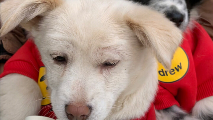 ปีนี้เลือกที่จะอยู่เป็นเพื่อนสุนัขจรจัดสามตัวในช่วงปีใหม่ ไม่กลับบ้านเกิด