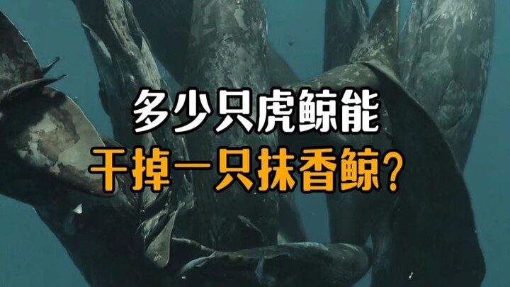 How many killer whales would it take to take down a sperm whale?
