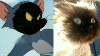 The Real-Life Tom & Jerry