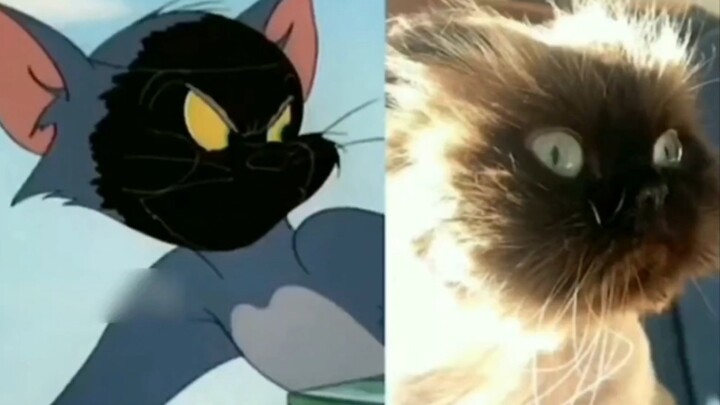 Tom và Jerry không lừa tôi, quả nhiên là một bộ phim tài liệu!