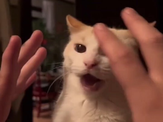 แมว: ใครให้เธอมาลูบฉันเนี่ย!