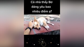 Bơ thích ba xoa lắm...cunyeucuadua yeucho yeuchomeo cún cúncon chó chómèo chócon chókhôn yeuchomeo chócute pet dog dogsoftiktok doggo