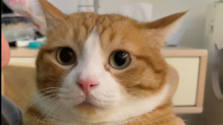 How did a little cat’s face suddenly appear on my mouth?