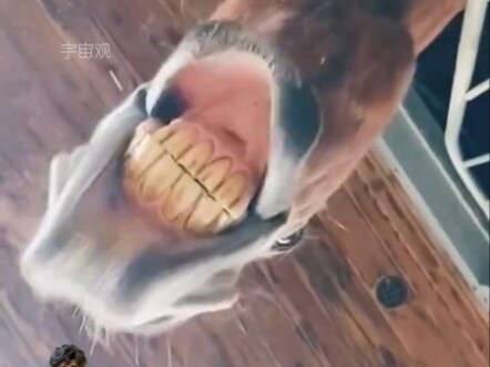 Why do horses keep shaking their mouths?