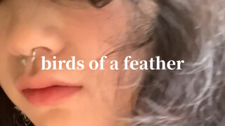 بي لي، "طيور من ريشة واحدة"، أول ترجمة على الشبكة بأكملها