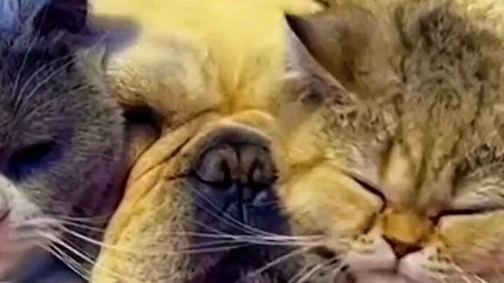 funny pets🤩🤩🤩😂😂😂😂😂