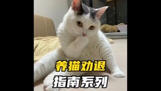 Panduan Memelihara Kucing