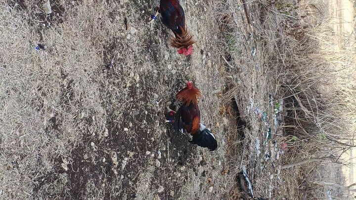 SweaterBoston/GoldenBoy vs Butcher