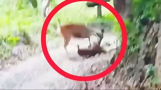 Deer mother helping her baby attacked by Jaguar