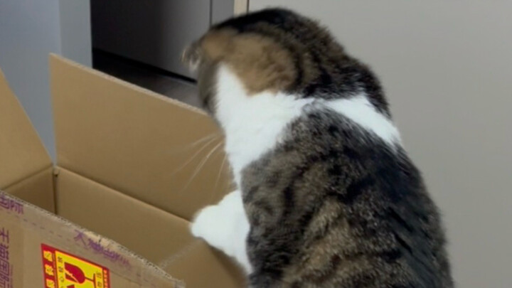 One of my favorite toys is a box!