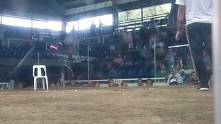 sabong ng matatanda 😂😂 pilay na at durog nanalo pa 😂😂