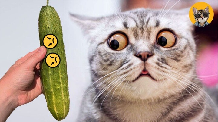 Funniest Animals 2023 Funniest Cats and Dogs Part 01 - Life Pawty (1)