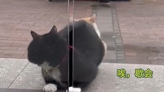 Sorry, I just couldn't help but laugh wickedly! The dairy cat brought the orange cat home to "meet t