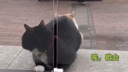 عذراً إذا ضحكتُ بطريقة غير لائقة! قطة البقرة أخذت قطة البرتقال إلى المنزل "للتعرف على الأهل". لكنها 