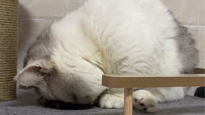 Chú mèo con này ngày nào cũng cắm đầu ngủ say, cuối cùng thì cái mặt bị ép dẹp bẹp luôn!