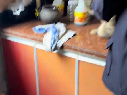 القط والفأر في الحياة الواقعية