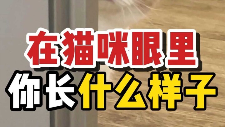 Trong mắt mèo, bạn trông như thế nào? Quá là kỳ quặc!
