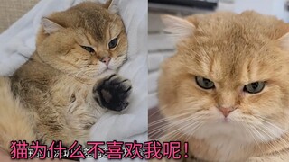 终于知道小猫咪为什么喜欢我！