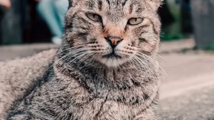 cats