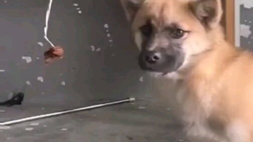 Chó: Nhìn cho kỹ nhé, tớ chỉ dạy một lần thôi, đồ ngốc.