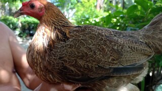 for breeding purposes only