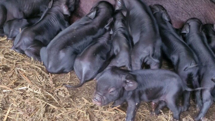 cute piglets our village pig #pigfarming #nepal