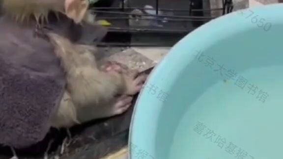 猴子在干嘛