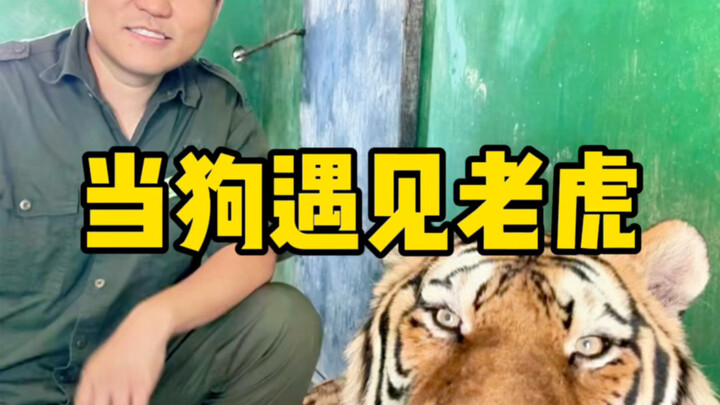 这柯基也不是很嚣张啊？