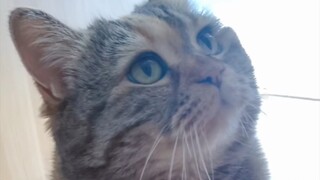 Kucing kecil yang tidak mendapatkan makanan ternyata memakan kakinya sendiri untuk menghilangkan ras