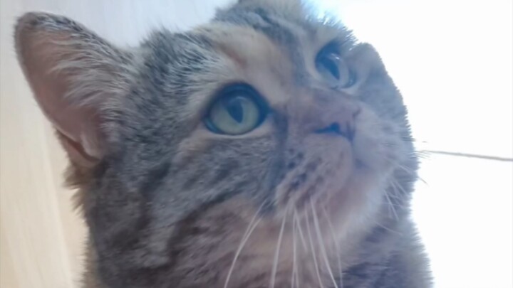 Mèo con không xin được cơm lại ăn chân để chống đói!