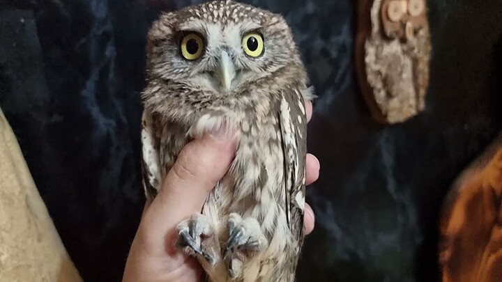 Owl: I’ve been completely outmaneuvered by humans! Help!