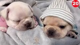Funny cute puppies are sleeping and have fun  2020 - The Pets Home#20