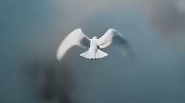 My Fortune Angel