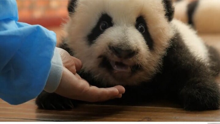 Seorang penjaga menyentuh seekor panda yang "agresif", membuat seorang asing tercengang: Saya gemeta