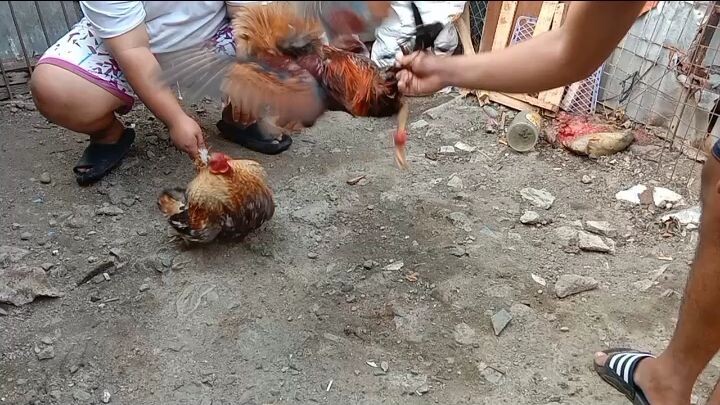 sparing ulet ng mga manok natin mga boss