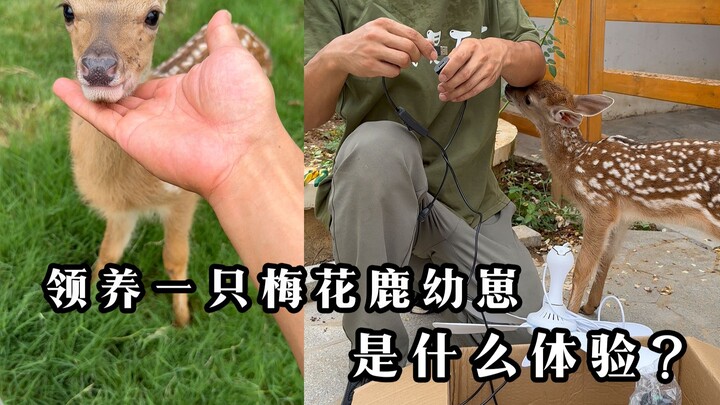 แค่เลี้ยงกวางดาวได้สัปดาห์เดียว ความเปลี่ยนแปลงก็ชัดขนาดนี้แล้ว! เพื่อป้องกันปัญหาจากอากาศร้อนในหน้า