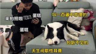 "The Border Collie User Manual," also known as "The Border Collie Quitting Guide"...