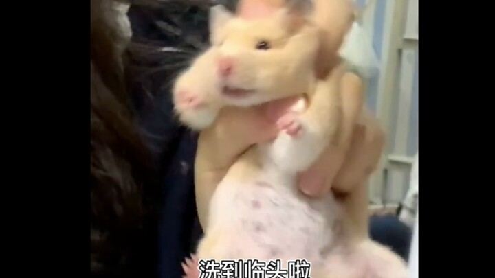 It’s me, Little Mouse—now I’m really in trouble!