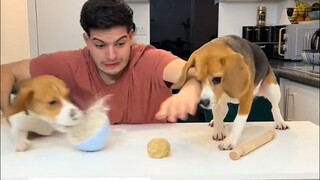 主人这次带着两只比格犬，做意大利饺子，现场再度陷入混乱