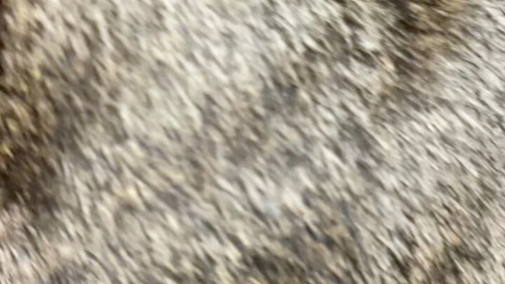 A rug I spent 10,000 yuan on