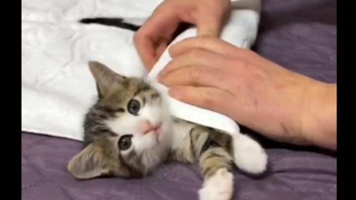 Why is this roll so cute 😊