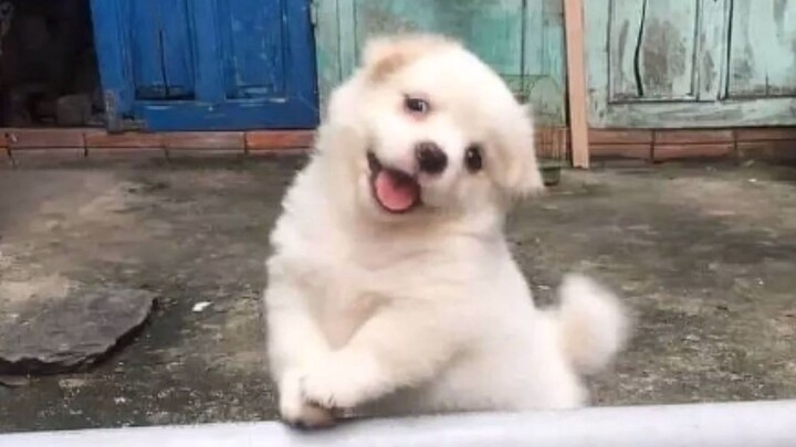 Xem xong tâm trạng sẽ tốt lên đấy!