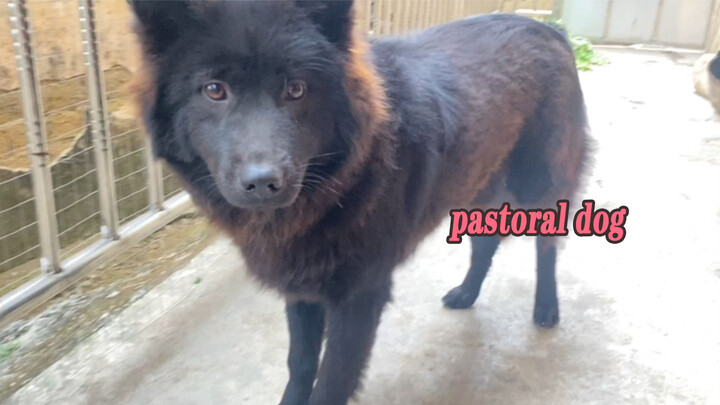 [Hewan] Ayah Anjingku & Aku