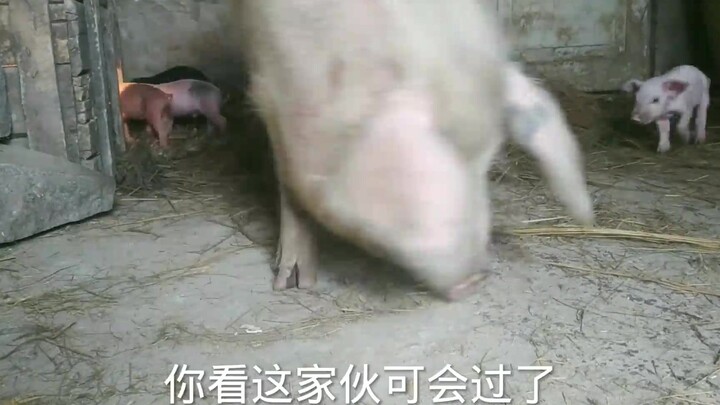 Mommy pig saw the fresh bedding and started busily lining her nest with all four paws, while Little 