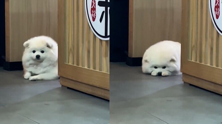 Cô gái chào hỏi chú chó, thấy vậy chú chó ngượng ngùng không biết phải làm sao, phản ứng đáng yêu kh