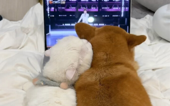 Kucing di rumah saya ternyata juga suka mendengarkan lagu “Mencintaimu”