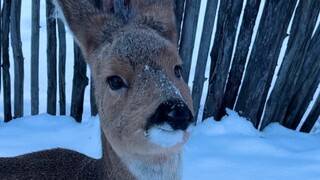Silly Deer with a Crooked Mouth