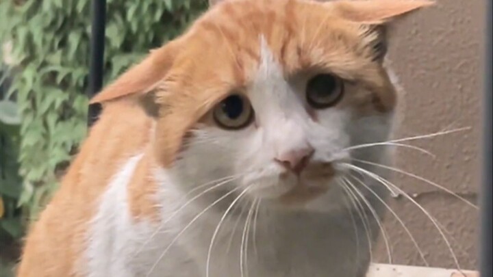 “Kesedihan si Kucing”